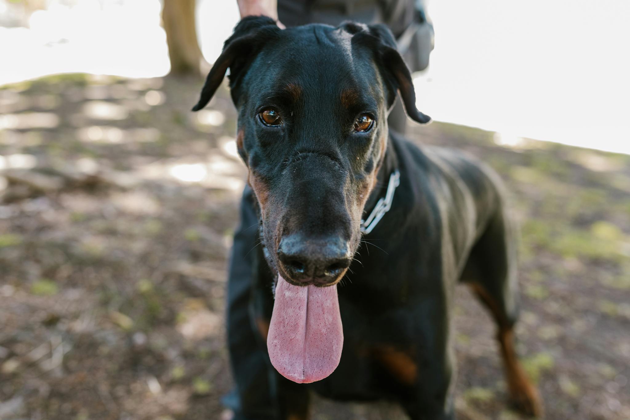 A happy Doberman with its tongue out in a sunny outdoor environment.