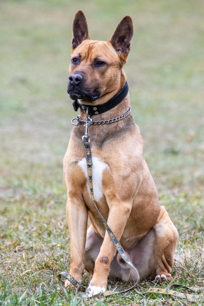 A vigilant Belgian Malinois dog with a collar, sitting on grass outdoors, showcasing its alert stance.