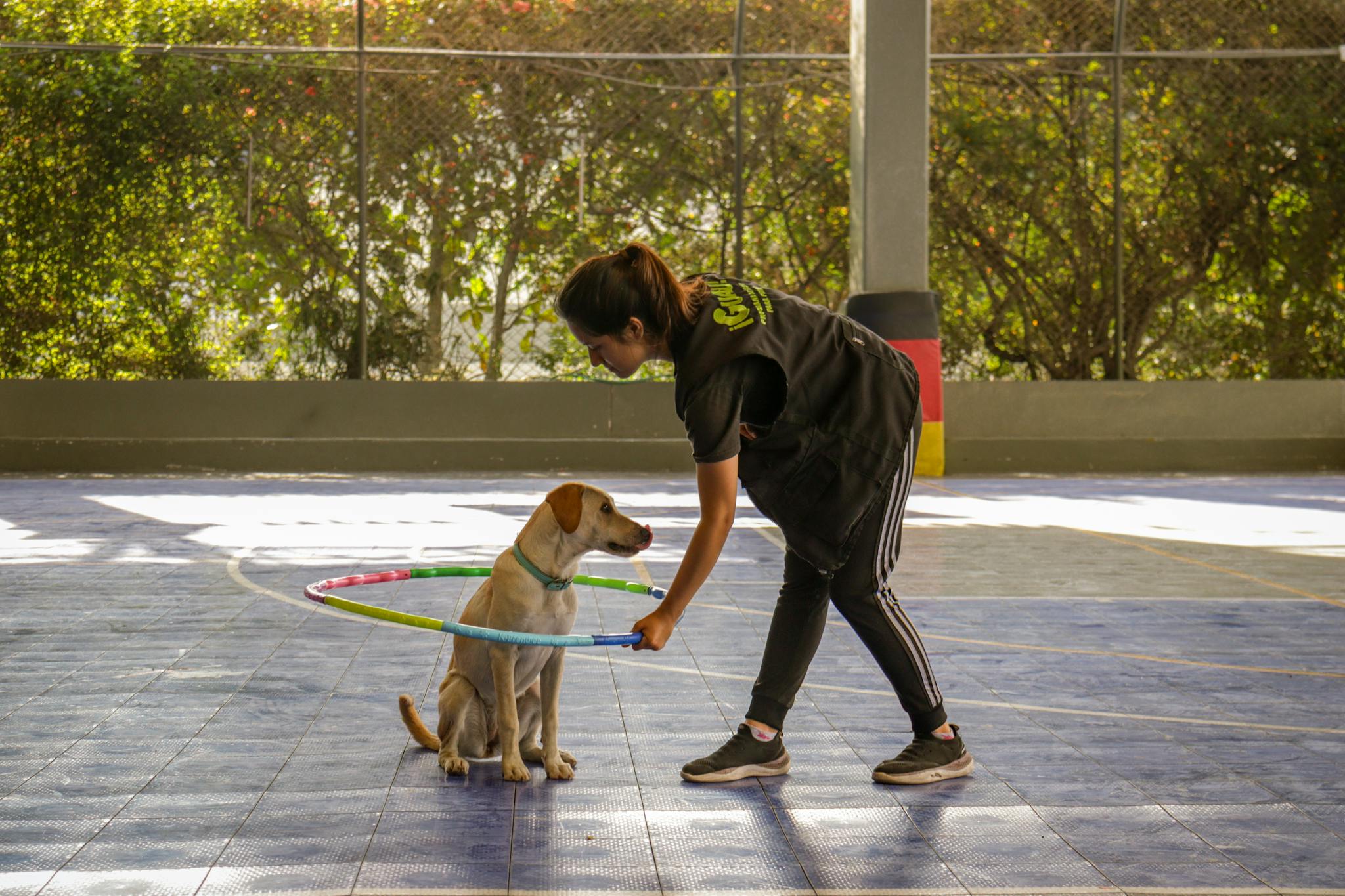 A woman engages in training her Labrador Retriever with a hula hoop in a sunny outdoor setting.