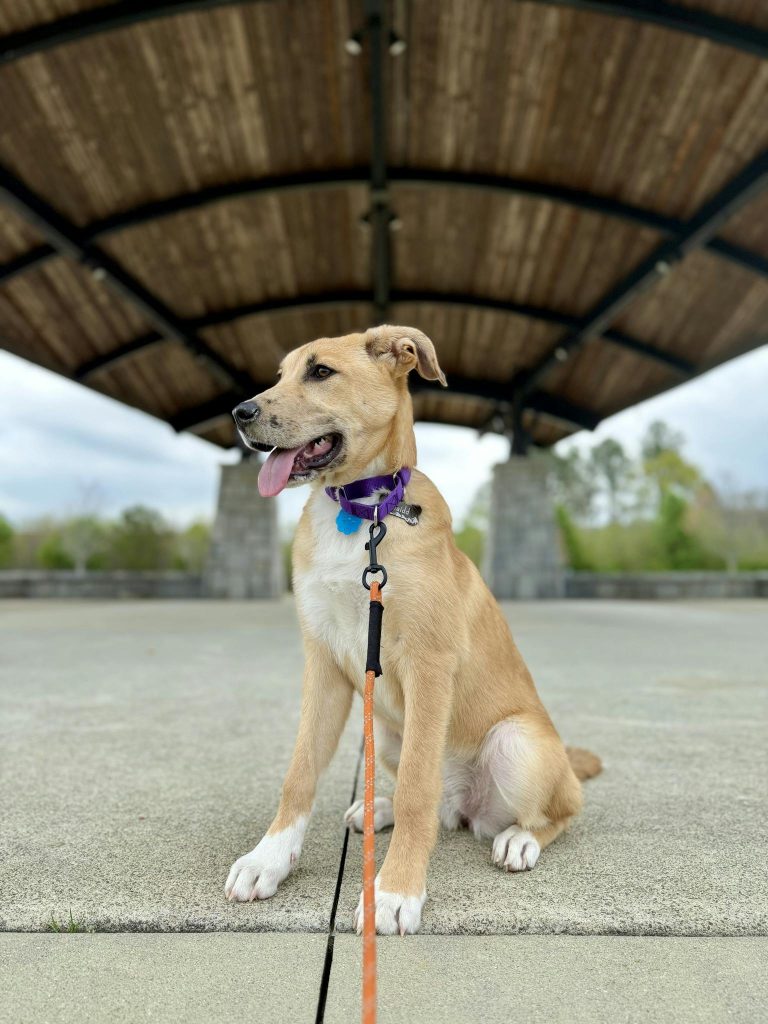 Adorable mixed breed puppy with leash under a rustic pavilion outdoors.