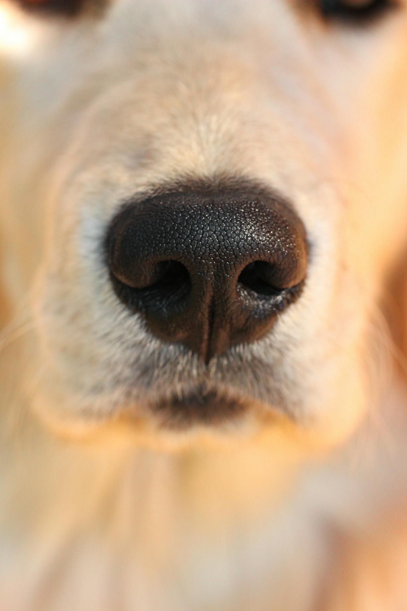 Detailed close-up of a golden retriever's nose with a soft fur background.