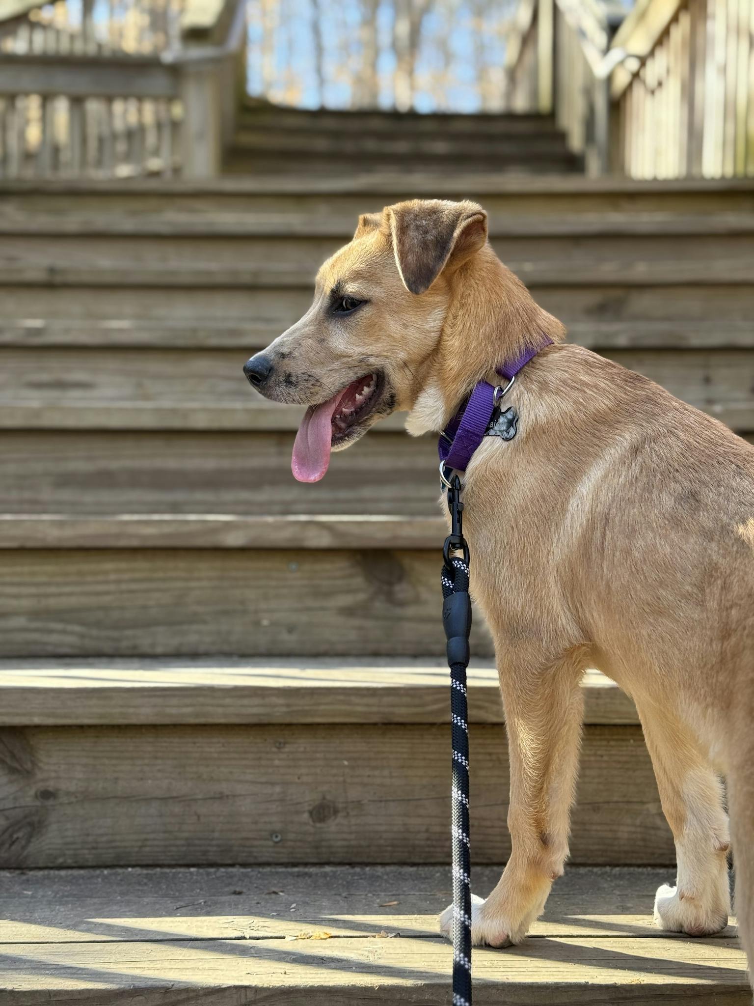 Energetic puppy on stairs with leash on a sunny day, exuding joy and playfulness.